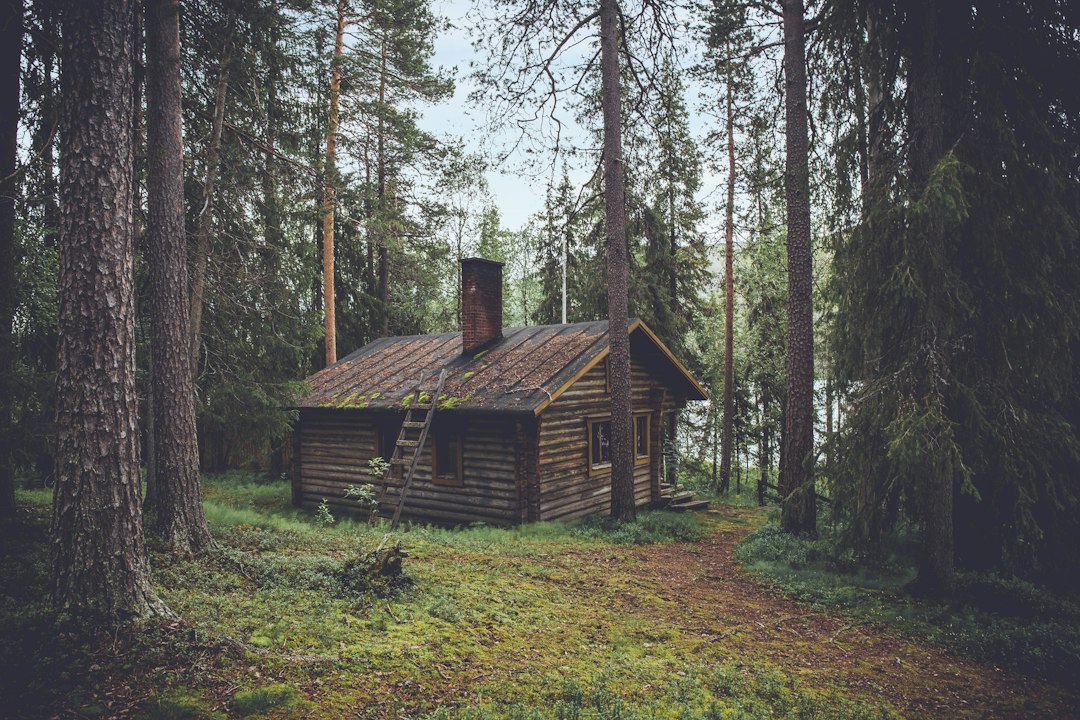 cabane en bois isolée dans une forêt, hébergement insolite en pleine nature