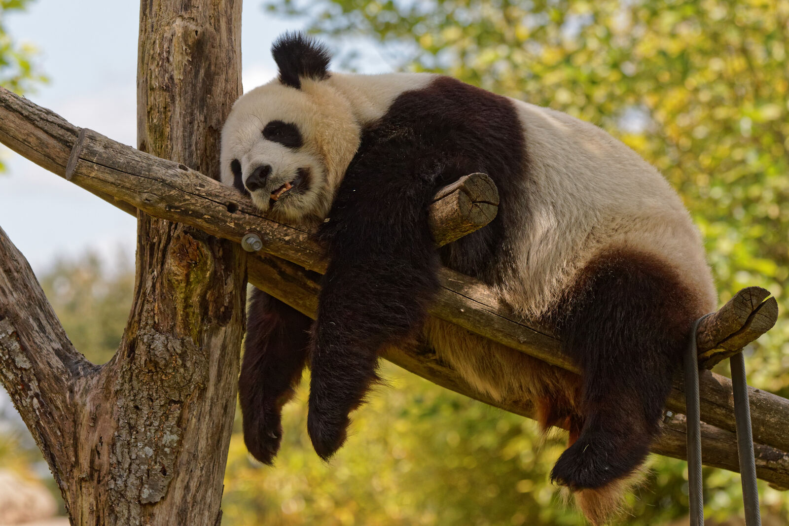 Panda géant photographié au Zooparc de Beauval