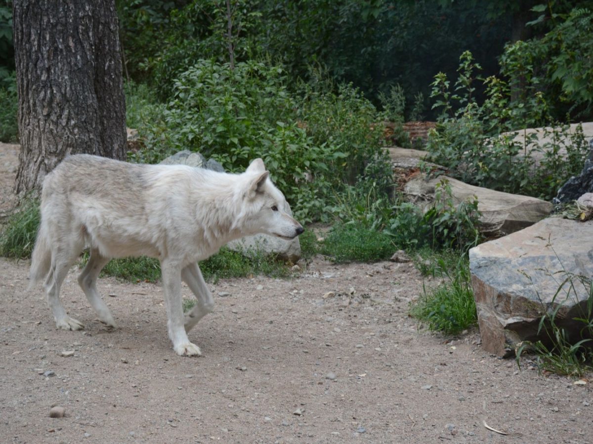 Où dormir avec les loups en France : l'option insolite près d'un festi