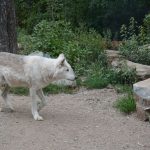 Où dormir avec les loups en France : l'option insolite près d'un festi