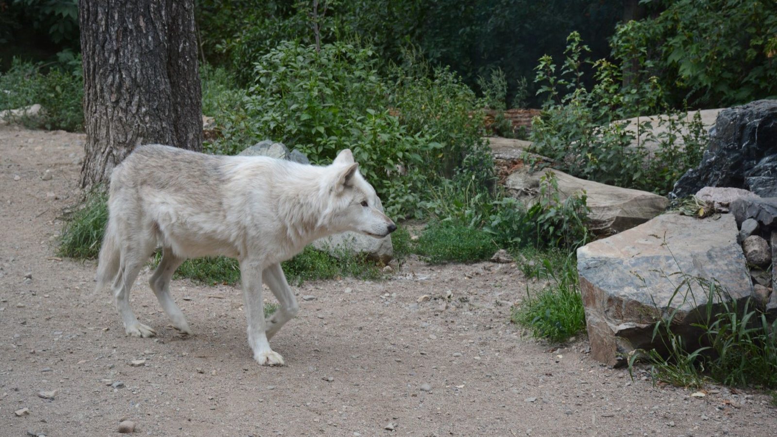Où dormir avec les loups en France : l'option insolite près d'un festi